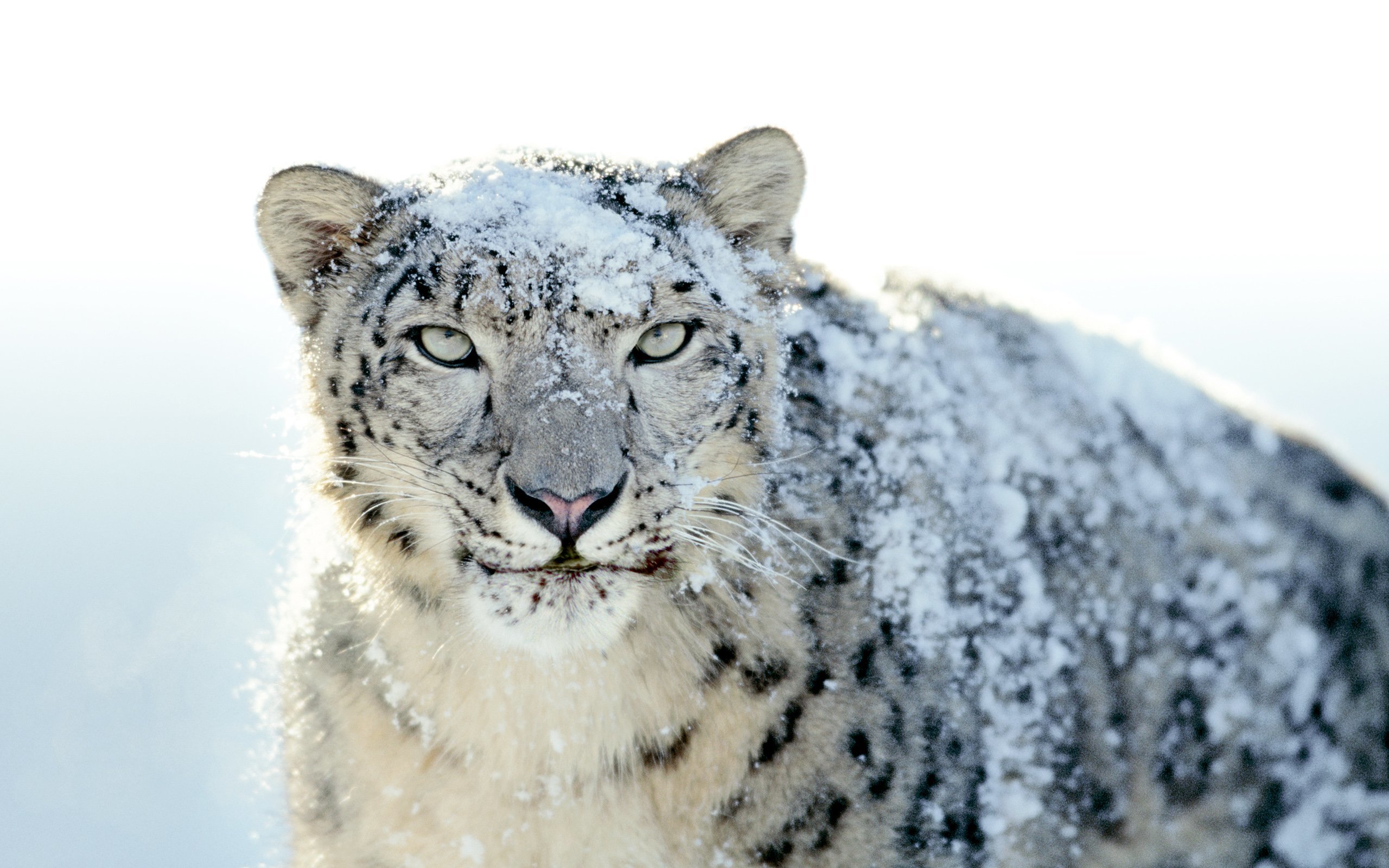 mac os x 10.6 snow leopard