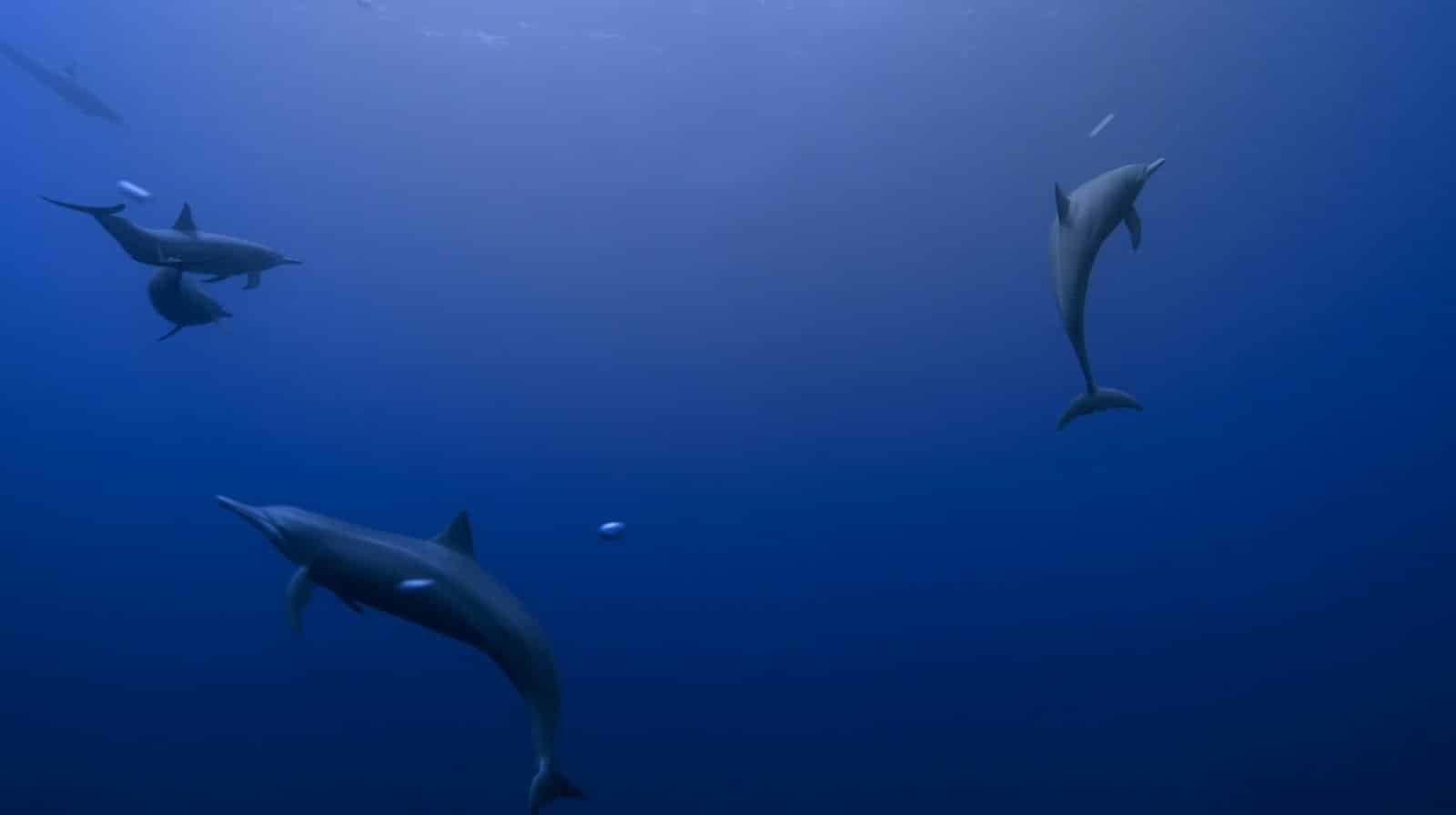 Delfine an der Küste Costa Ricas