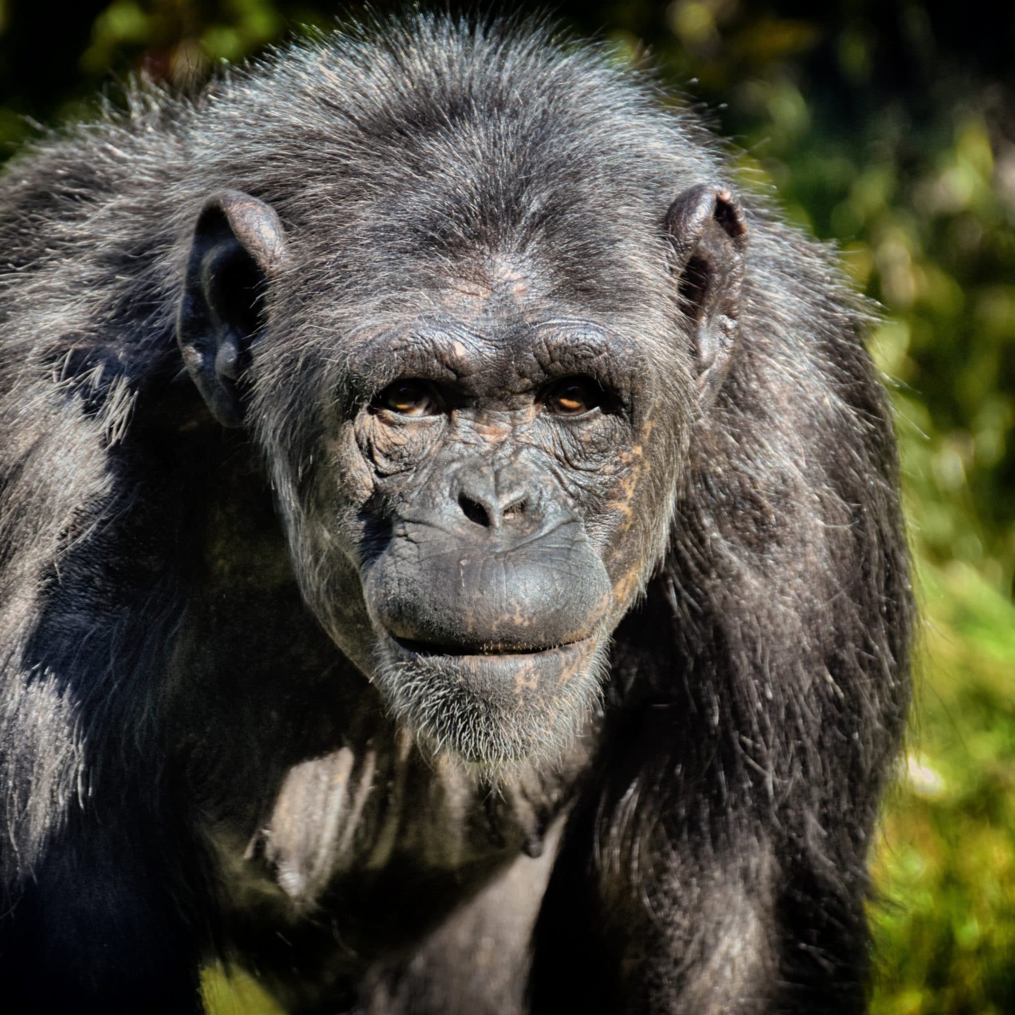 Schimpansen ohne Missgunst oder Selbstlosigkeit