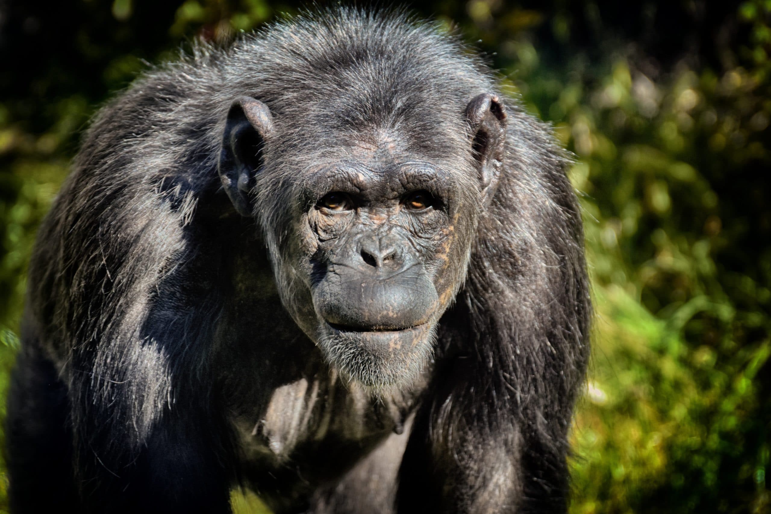 Schimpansen ohne Missgunst