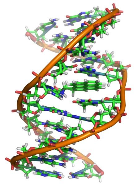 DNA: Abbildung von Zephrys (Richard Wheeler)