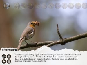 Vogelatlas für Kinder: Rotkehlchen